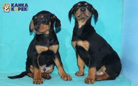 Satilik Doberman Yavrulari Kanka Kopek