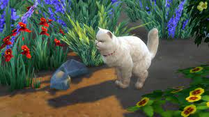 Is there any way to get a pet mod without the expansion pack? Top 21 Best Sims 4 Pet Cc 2021