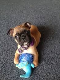 We did not find results for: 7 Bugg Puppies Ideas Bugg Puppies Puppies Pug Mix