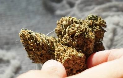 What Is CBD Flower?: A Complete Guide | Zebra CBD