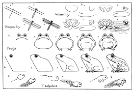 How To Draw A Frog Cute Drawings Animal Drawings Drawing Tutorial