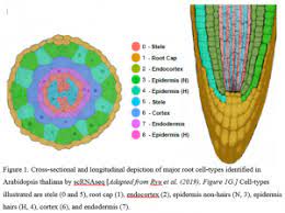Maybe you would like to learn more about one of these? Plantae Sequencing Plant Transcriptomes At Single Cell Resolution Allows Unprecedented Characterization Of Genetic And Developmental Cellular Processes Plantae