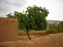 Image result for Cordia myxa