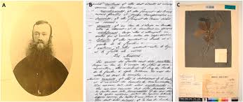 Image result for Lefebvrea grantii