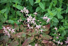 Image result for Blepharispermum pubescens