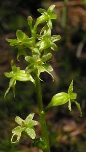Image result for Nesaea cordata