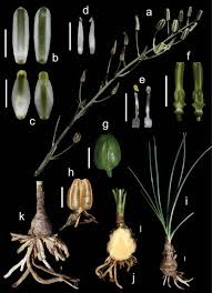 Image result for Crepidorhopalon namuliensis