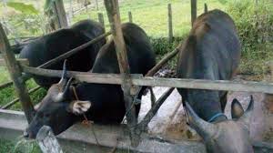 Maybe you would like to learn more about one of these? Penjual Sapi Kurban Mulai Marak Di Balikpapan Harga Sampai Rp 20 Juta Ekor Tribun Kaltim