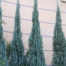Though the juniper skyrocket can tolerate pruning, the tree actually looks best when allowed to grow. Skyrocket Juniper Tree Walmart Com Walmart Com