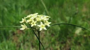 Image result for Sisyranthus