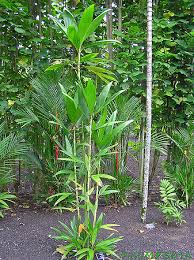 Image result for Dysphania procera