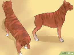 Therefore, it would make 2 x 13 = 26 ribs in total for a normal dog. How To Determine If Your Dog Is Obese 13 Steps With Pictures