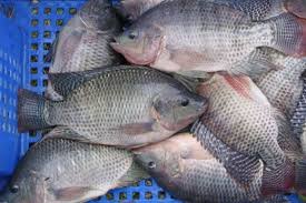 Image result for ikan