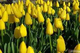Bukan cuma buat hiasan aja, tapi siapa pun bebas buat metik. Bunga Tulip Ternyata Berasal Dari Turki Bukan Belanda Antara News