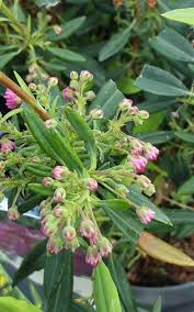Image result for Clutia angustifolia