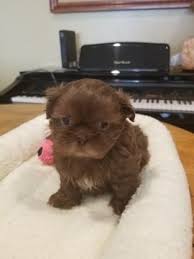 Explore 25 listings for shih tzu puppies 5 weeks old at best prices. Arizona Shih Tzu And Small Breed Rescue Petfinder