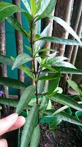 कसनः , kasanah, वैध्यसिंहा , vaidyasinha), is a small erect, branched shrub. Willow Leaved Justicia Gandarusa Justicia Gendarussa Burm F Herbplant Plant Leaves Plants Growing