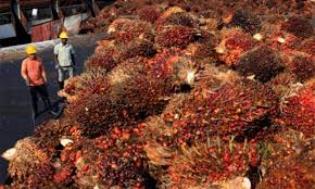 Ainie kuntom malaysian palm oil board. All About Malaysia Palm Oil Board