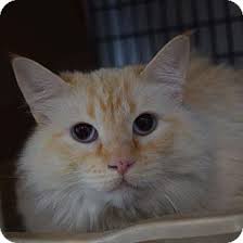 They're now up for adoption. Siamese Cat For Adoption In Denver Colorado Ginger Cat Adoption Pet Adoption Kitten Adoption