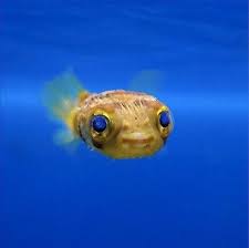 Gallery Of Smiling Adorable Baby Puffer Fish In 2021 Saltwater Fish Tanks Baby Fish Salt Water Fish