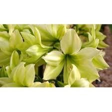 Bringing instant glamour to your home, amaryllis 'magic green' (hippeastrum) is quite amazing with its large, pale green and ivory flowers, up to 6 in. Yellow Amaryllis Unique Amaryllis Bulb Varieties Amaranth Amaryllis Com