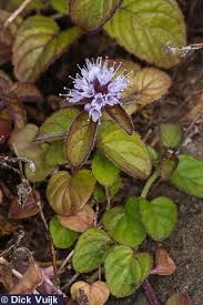 Image result for Mentha aquatica