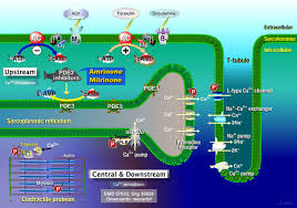 Image result for Amrinone