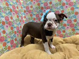 This pup will steal your heart. Boston Terrier Puppies Petland San Antonio