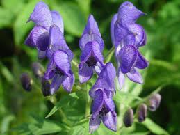 Pin On All Things Purple
