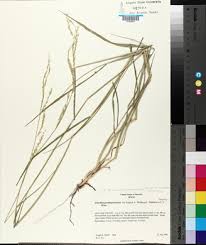 Image result for Eriochloa procera