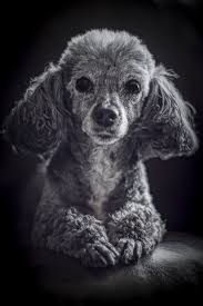 Black And White Toy Poodle Happy Tails Minnie The Toy Poodle Daily Dog Tag Poodle Dog Dog Photography Cute Dogs