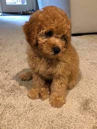 Mini goldendoodle puppies are ideal for families, especially with children. Home Copper Oaks Goldendoodles