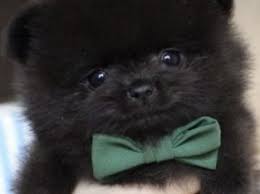 Pomeranian Puppies For Sale Petsforhomes