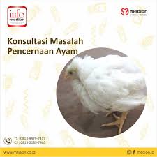 Kesehatan dan penyakit ayam halaman rumah Pt Medion Farma Jaya Pertanyaan Konsultasi Dari Bapak Pujiono Saya Beternak Ayam Petelur Umur 5 Minggu Beberapa Feses Di Kandang Berwarna Encer Dan Berwarna Kemerahan Aktivitas Makan Dan Minum Ayam Masih