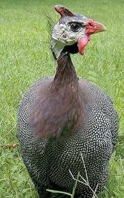 Guinea Fowl Birds That Look Like Turkeys Pin On On Our Farm