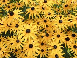 Image result for Centema subfusca