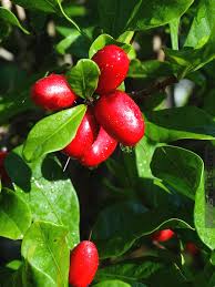 Image result for Synsepalum revolutum