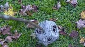 Think you've found a hornet's nest in your yard and want to attempt to remove it yourself? Shotgun Vs Hornets Nest Youtube