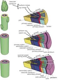 Biology Primary Growth And Secondary Growth Shmoop Biology