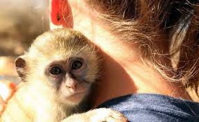 Image result for Mikaniopsis