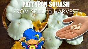 Check spelling or type a new query. Growing Pattypan Squash White Scallop Squash From Seed The Garden Of Feodora Youtube