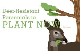 Attracts butterflies and hummingbirds, deer resistant, good for cutting. Deer Resistant Perennials To Plant Now Visitvortex Magazine Articles