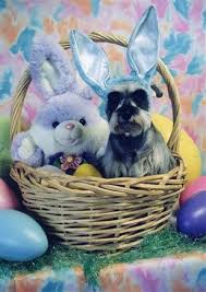 Outlook Office Skype Bing Breaking News And Latest Videos Dog Photos Silly Dogs Baby Animals