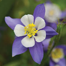 Pay attention to grow times so that your flowers are ready to be planted after last frost. 6 Flowers To Plant For A Spectacular Spring Seasons The Gardener The Gardener