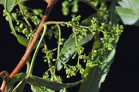 Image result for Searsia leptodictya