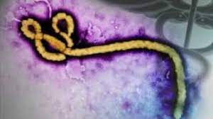 Bacteria vs virus venn diagram Ebola ÙÙŠØ±ÙˆØ³ Ø¥ÙŠØ¨ÙˆÙ„Ø§ Youtube