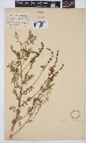 Image result for Indigofera sordida