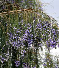 Image result for Psoralea