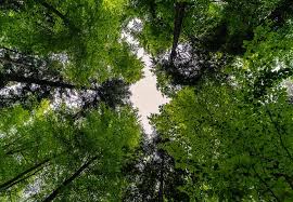 Maybe you would like to learn more about one of these? 100 Gambar Daun Hijau Yang Indah Daun Gratis