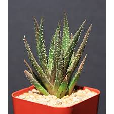 Pots and crockery for flowers. Buy Aloe Twilight Zone Exotic Rare Succulent Plant Cacti Cactus Bonsai Outdoor Agave 2 Pot Size Online In Saudi Arabia B019dbel7y